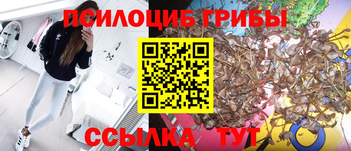 Галлюциногенные грибы Psilocybe Железноводск